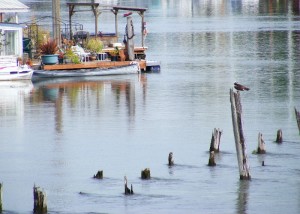 Osprey — Hayden Island