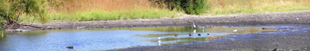 Alligators, ibis, egrets, Mottled Ducks and a Roseate Spoonbill at Jones Lake