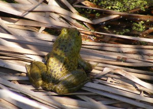 Bullfrog