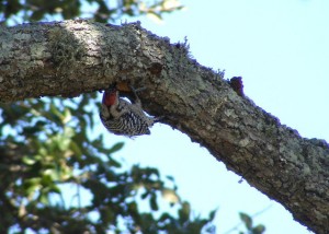 Ladder-backed Woodpecker
