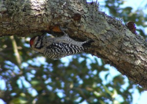 Ladder-backed Woodpecker