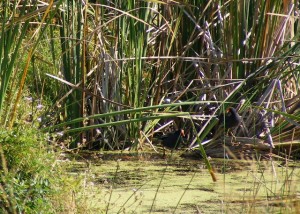 Common Moorhens