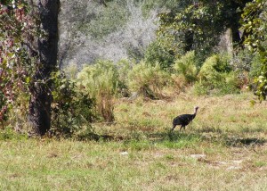Wild Turkey