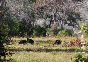 Wild Turkeys