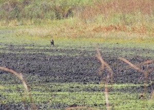 Wild pig at Jones Lake