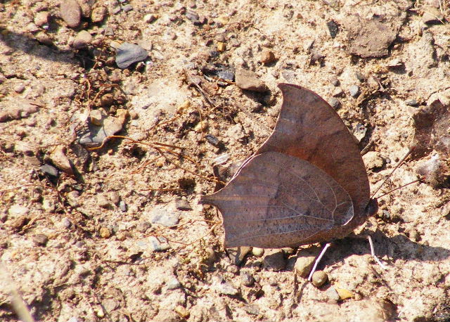 Goatweed Leafwing — Devil's Den State Park — March 27, 2008