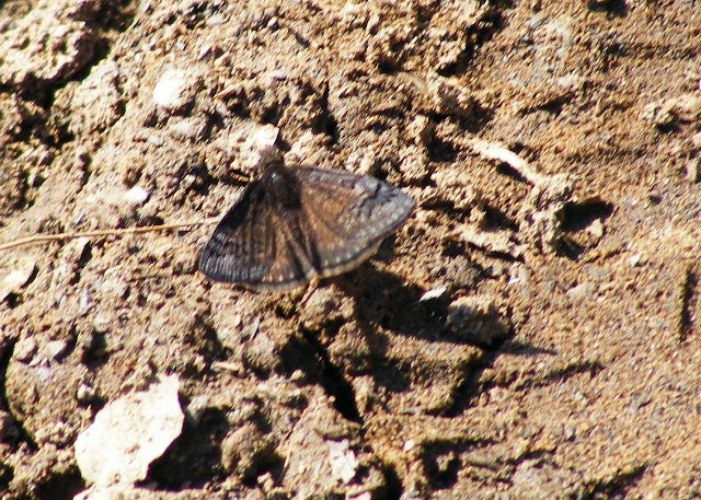 Sleepy Duskywing — Devil's Den State Park, Arkansas — March 27, 2008