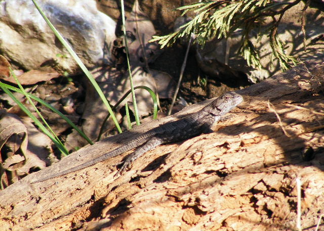 Eastern Fence Lizard — Devil's Den State Park, Arkansas — March 27, 2008
