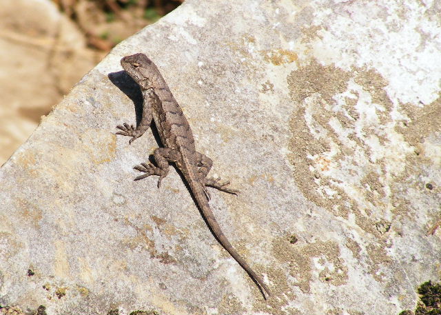 Eastern Fence Lizard — Devil's Den State Park, Arkansas — March 27, 2008