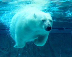 Lincoln Park Zoo