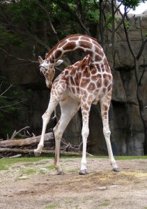 Lincoln Park Zoo