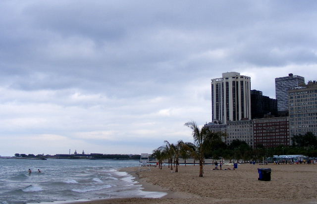 Sorry-looking palms on Oak Street Beach