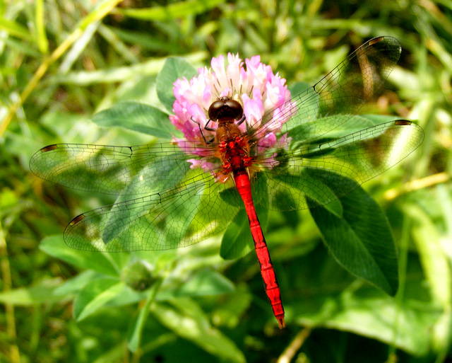 Dragonfly