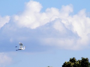 Great Egret chased by a blackbird