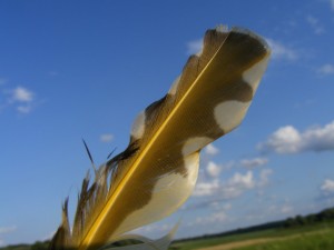 Feather from a Yellow-shafted Flicker that was probably killed by a hawk.