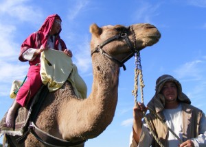 2009_0430camels0557-2 2009_0430camels0557-2