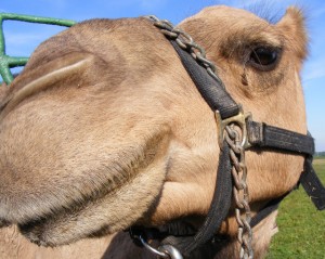 2009_0430camels0573-1 2009_0430camels0573-1