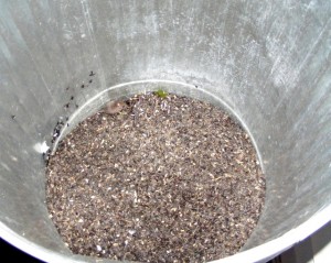 2009_0430orchard1598 2009_0430orchard1598