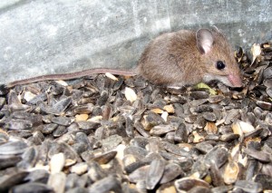 2009_0430orchard1600 2009_0430orchard1600