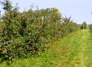 2009_0430orchard1614 2009_0430orchard1614