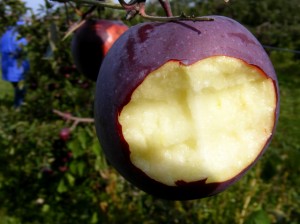 2009_0430orchard1618 2009_0430orchard1618