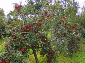 2009_0430orchard1631 2009_0430orchard1631