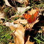 2009_0430various0107