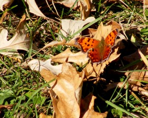 2009_0430various0107 2009_0430various0107