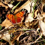 2009_0430various0108