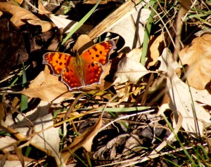 2009_0430various0108 2009_0430various0108