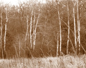 2009_0430glacialpark0133 2009_0430glacialpark0133