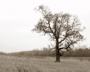 2009_0430glacialpark0181 2009_0430glacialpark0181