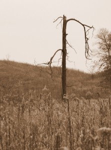 2009_0430glacialpark0188 2009_0430glacialpark0188