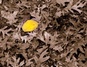 DSCF1228-1 DSCF1228-1