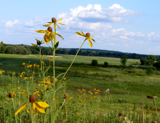 Yellow Coneflowers