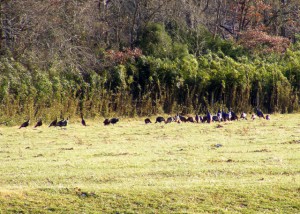 2009_0430Arkansas10489 2009_0430Arkansas10489