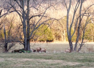 2009_0430Arkansas10573 2009_0430Arkansas10573