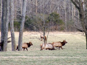 2009_0430Arkansas10580 2009_0430Arkansas10580