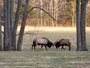 2009_0430Arkansas10590 2009_0430Arkansas10590