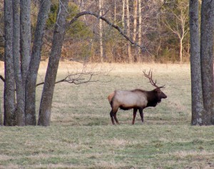 2009_0430Arkansas10592 2009_0430Arkansas10592