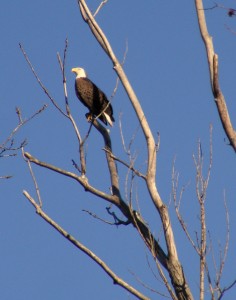 2009_0430Arkansas10672 2009_0430Arkansas10672