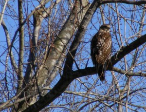 2009_0430Arkansas10674 2009_0430Arkansas10674