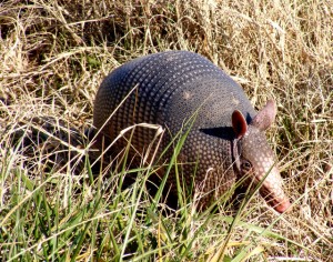 2009_0430Arkansas10680 2009_0430Arkansas10680