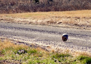 2009_0430Arkansas10683 2009_0430Arkansas10683