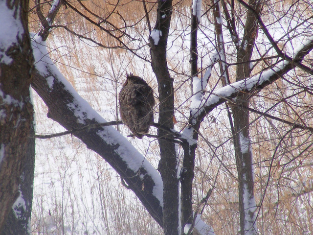 Great Horned Owl - home (2/2/11)