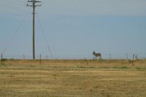 Donkey running