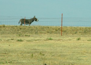 Donkey braying