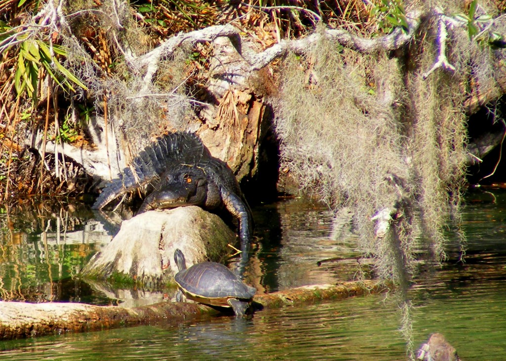 Alligator and turtle along Blue Spring Run