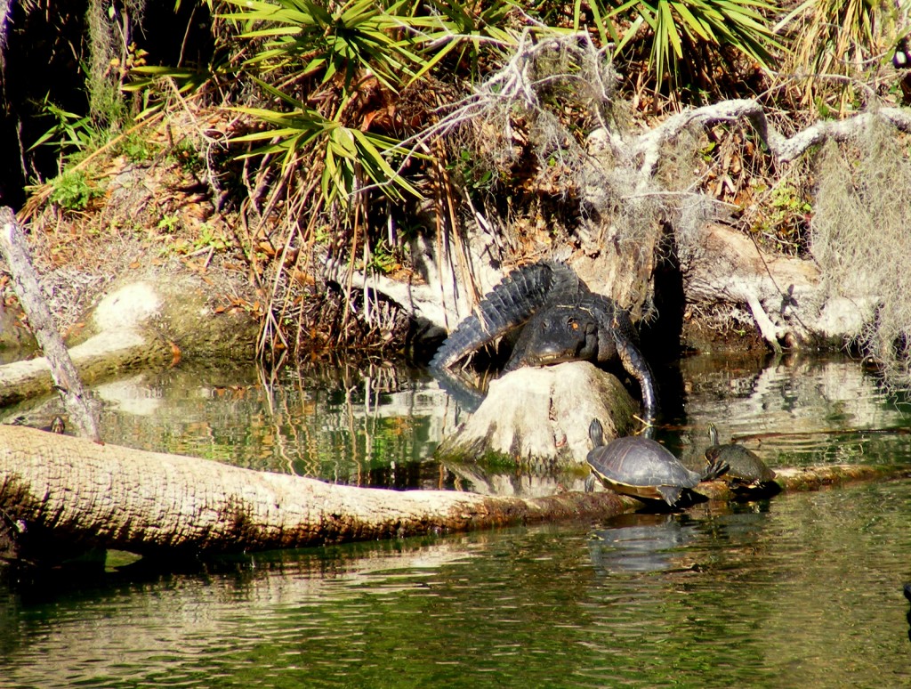 Florida Red-bellied Turtles and an alligator in Blue Spring Run