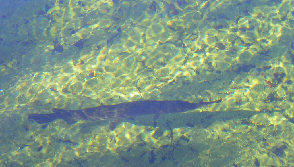 Gar in Blue Spring Run
